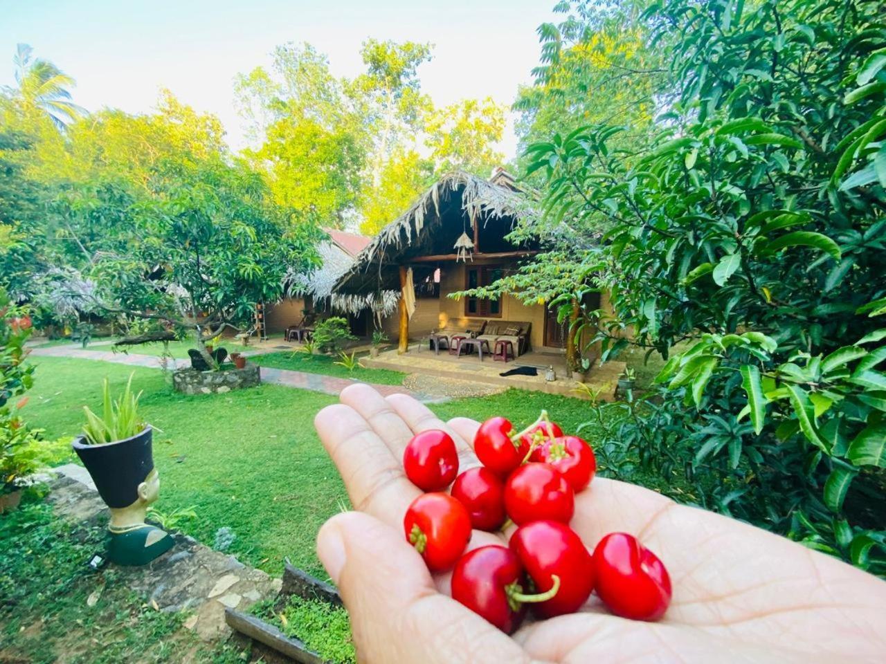 Hasthi Safari Cottage Udawalawe Exterior foto